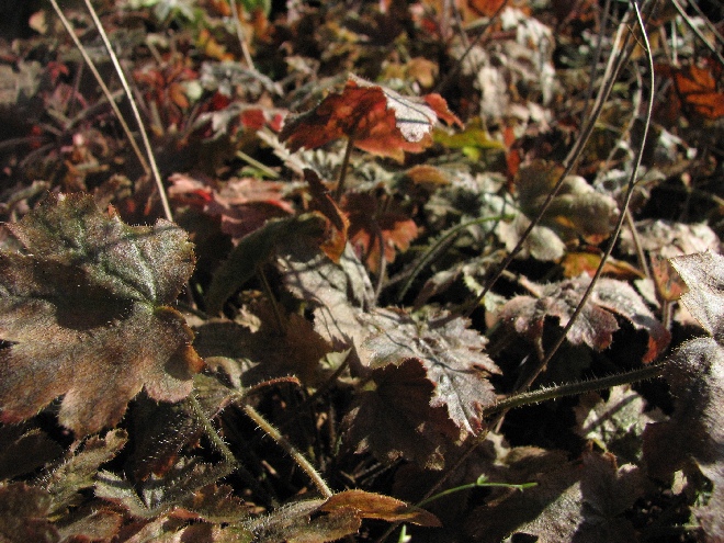 Heuchera 'Silver Streak' Gerrit's Klokje