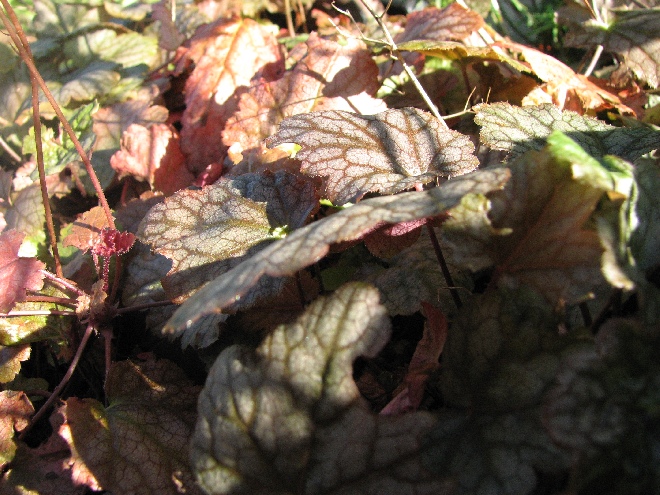 Heucherella 'Quicksilver' Schuimbelletje