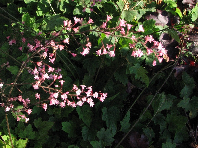 Heucherella alba 'Bridget Bloom' Schuimbelletje