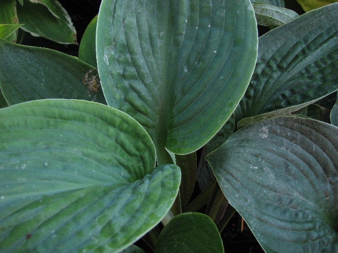Hosta 'Big Daddy' Hartlelie