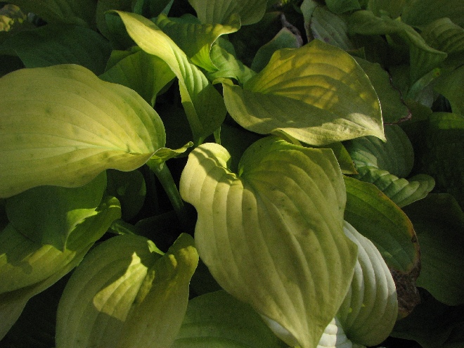 Hosta 'August Moon' Hartlelie, Funkia