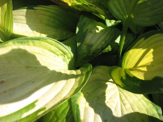 Hosta 'Fortunei Albopicta' (syn. Funkia) Hartlelie