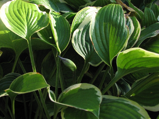 Hosta 'Fortunei Aureomarginata' (syn. Funkia) Hartlelie