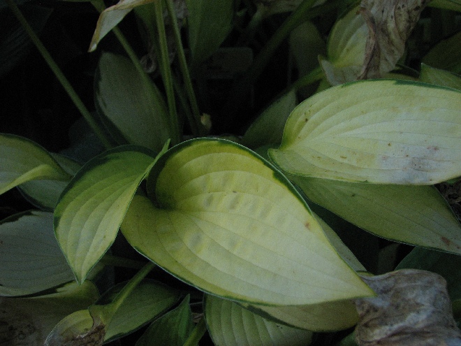 Hosta 'Gold Standard' Hartlelie, Funkia