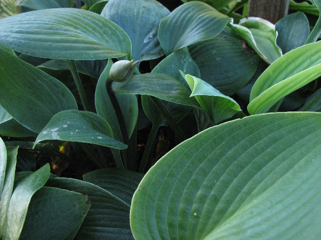 Hosta 'Hadspen Blue' Hartlelie, Funkia