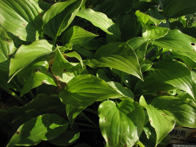 Hosta plantaginea var. grandiflora Hartlelie