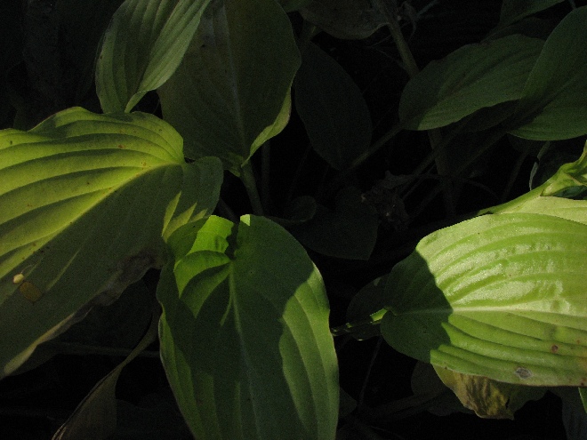 Hosta 'Honeybells' Hartlelie, Funkia