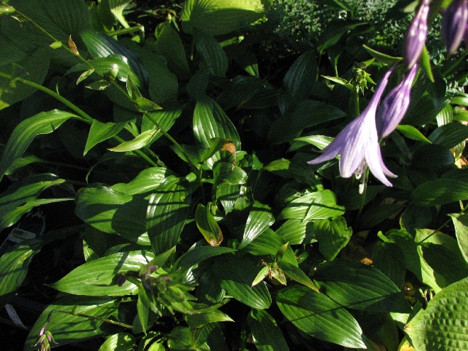 Hosta lancifolia Hartlelie, Funkia