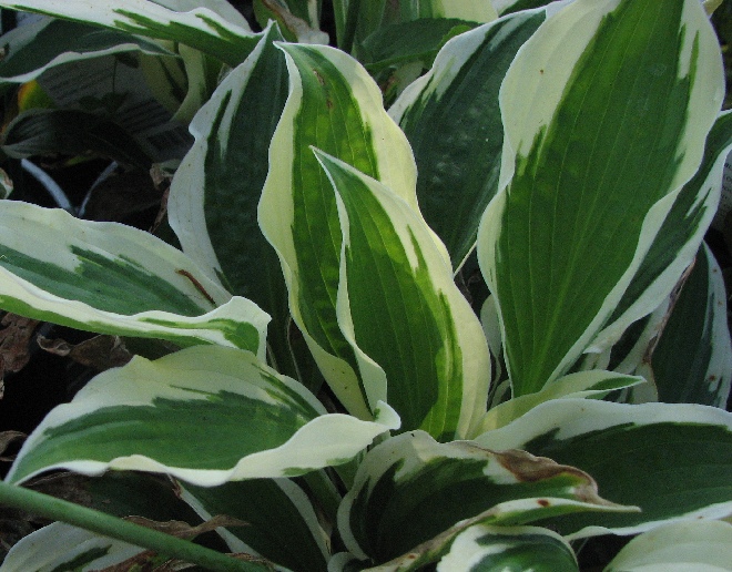 Hosta 'Patriot' Hartlelie, Funkia