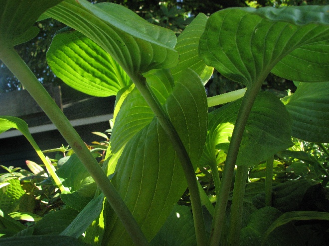 Hosta 'Elegans' Hartlelie