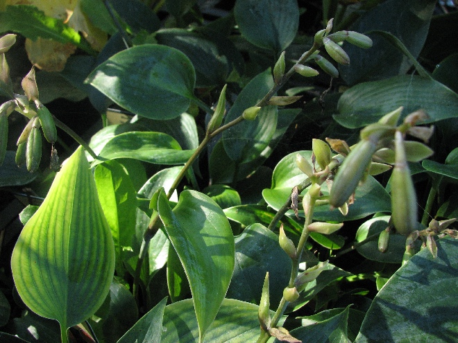 Hosta 'Halcyon' (syn. Hosta tardiana 'Halcyon' Hartlelie