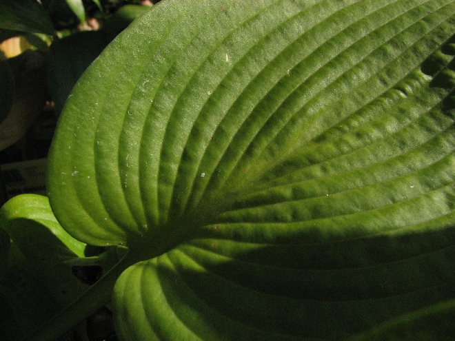 Hosta sieboldiana Hartlelie