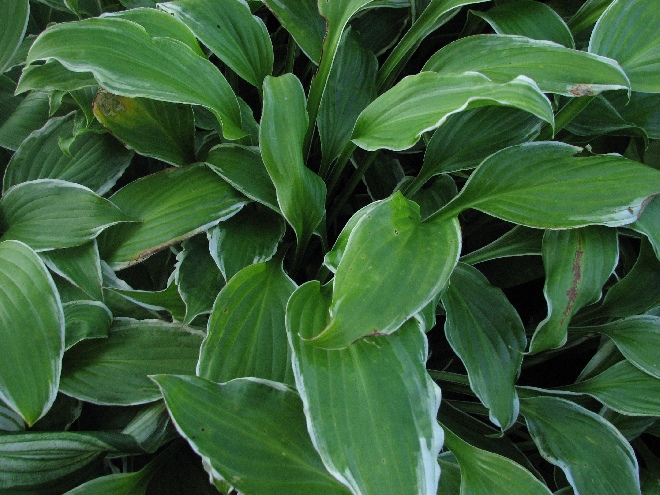 Hosta 'Undulata Albomarginata' Hartlelie