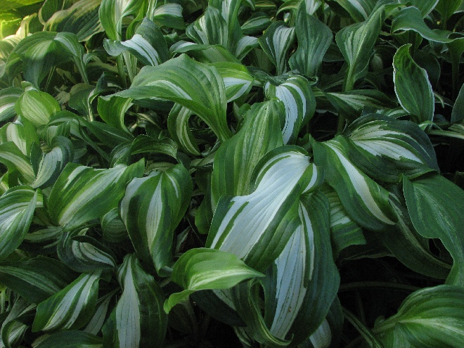 Hosta 'Undulata Mediovariegata' Hartlelie