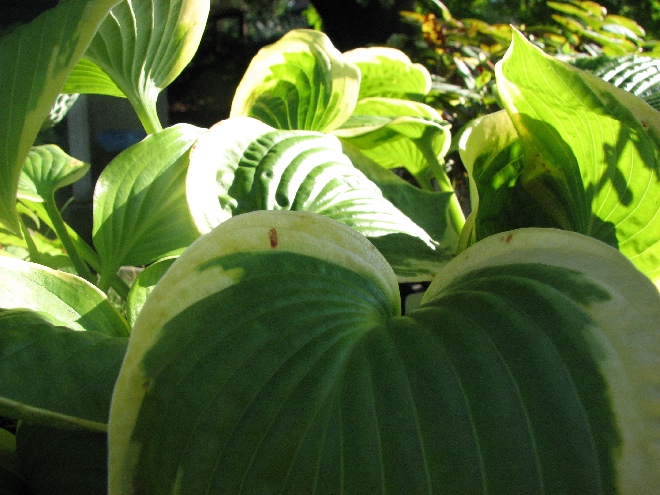 Hosta 'Frances Williams' Hartlelie