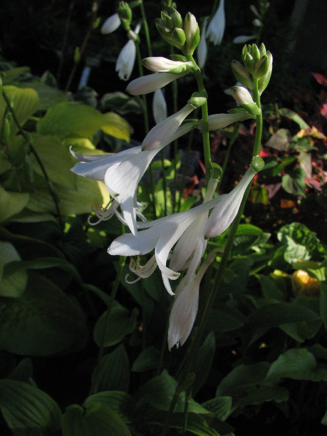 Hosta 'Snowflakes' Hartlelie, Funkia