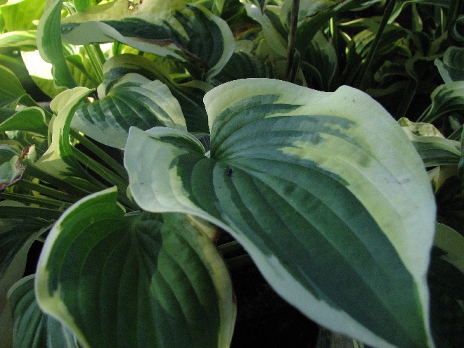 Hosta 'Wide Brim' Hartlelie, Funkia