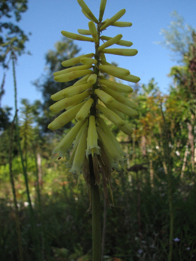 Kniphofia 'Vanilla' Vuurpijl