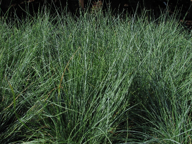 Koeleria glauca Fakkelgras