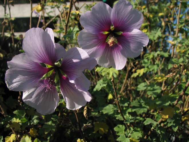 Malva subovata (syn. Lavatera maritima) Struikmalva