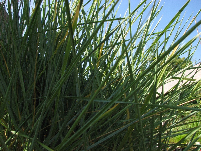 Leymus arenarius (syn. Elymus arenarius) Zandhaver