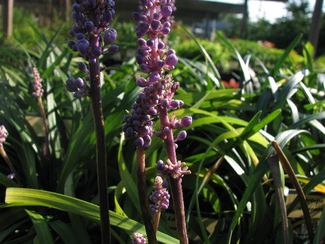 Liriope muscari Leliegras