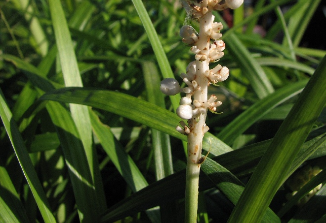 Liriope muscari 'Monroe White' Leliegras
