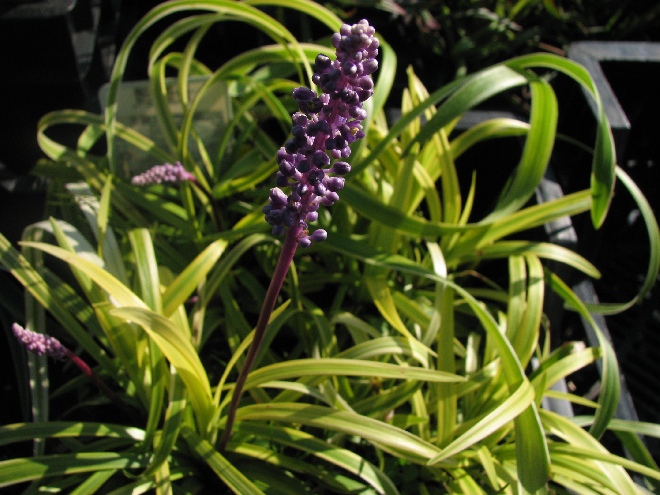 Liriope muscari 'Variegata' Leliegras