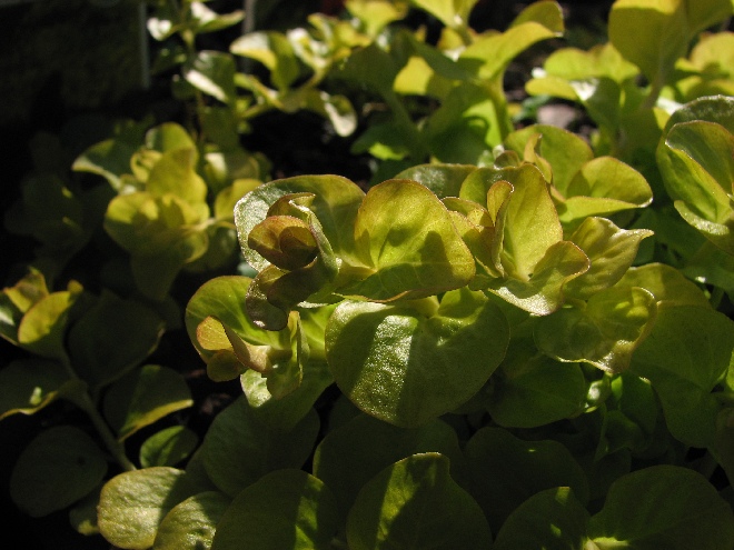 Lysimachia nummularia 'Aurea' Penningkruid, Wederik.