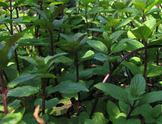 Mentha piperita Pepermunt