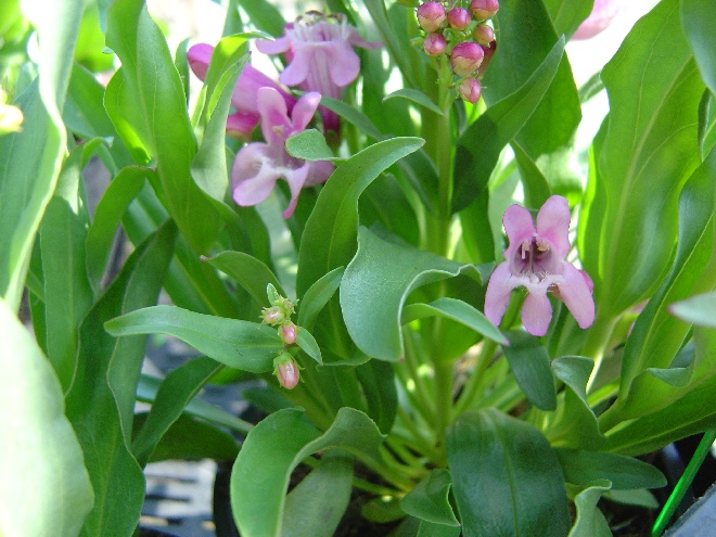 Penstemon barbatus 'Praecox Nanus' Schildpadbloem