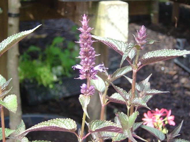 Agastache 'After Eight' Dropplant
