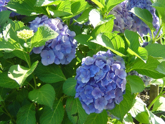 Hydrangea macrophylla 'Bodensee' Hortensia