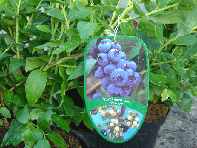 Vaccinium corymbosum 'Patriot' Amerikaanse Bosbes, Blauwe Bes 'Patriot'