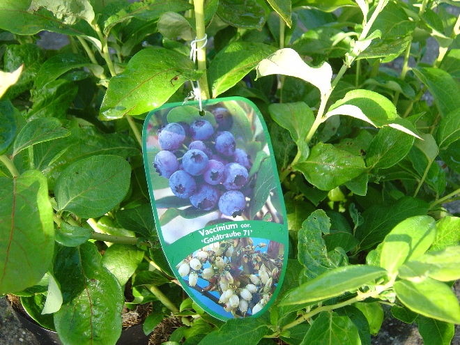 Vaccinium corymbosum 'Goldtraube 71' Amerikaanse Bosbes, Blauwe Bes 'Goldtraube 71'