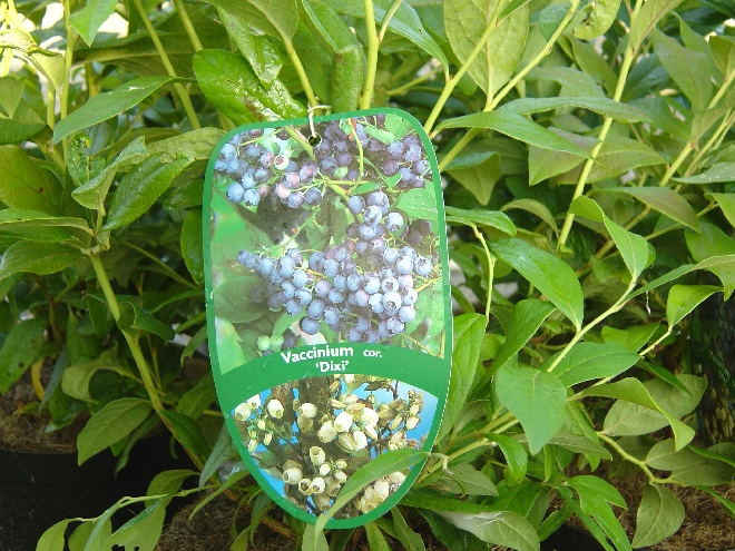 Vaccinium corymbosum 'Dixi' Amerikaanse Bosbes, Blauwe Bes 'Dixi'