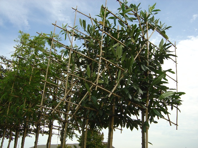 Prunus laurocerasus 'Caucasica' (leilaurierkers) Wintergroene leiboom