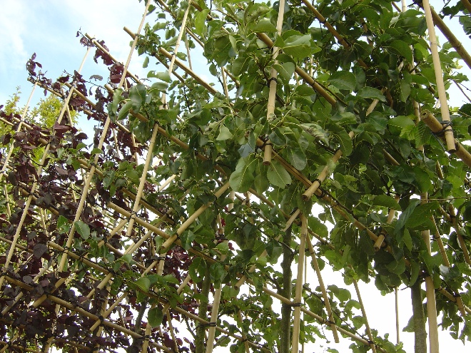Pyrus calleryana 'Chanticleer' (Leisierpeer) Sierpeer