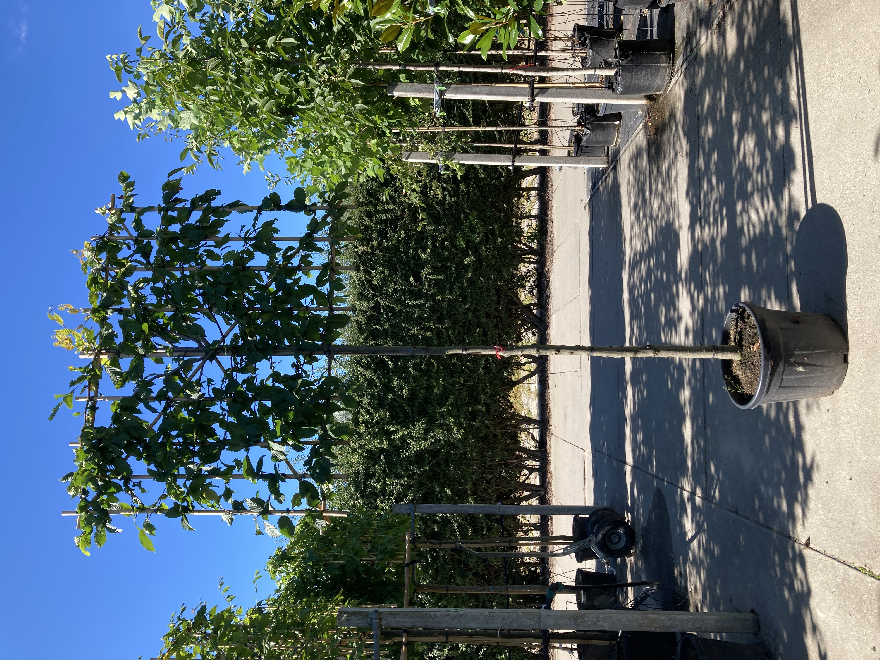 Carpinus betulus (Leihaagbeuk) Haagbeuk