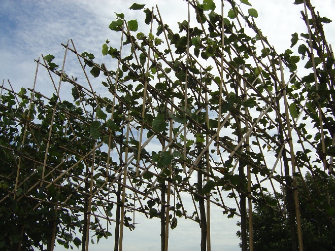 Tilia europaea 'Pallida' (Leilinde)(pot) LeiLinde