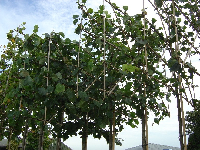 Tilia europaea 'Pallida' (Leilinde)(pot) LeiLinde