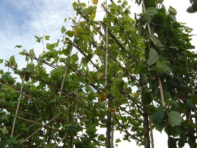 Tilia europaea 'Pallida' (Leilinde)(pot) Linde