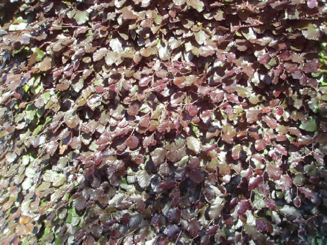 Fagus sylvatica 'Atropunicea' (syn. 'Purpurea' of 'Atropurpurea') Rode Beuk, Bruine Beuk