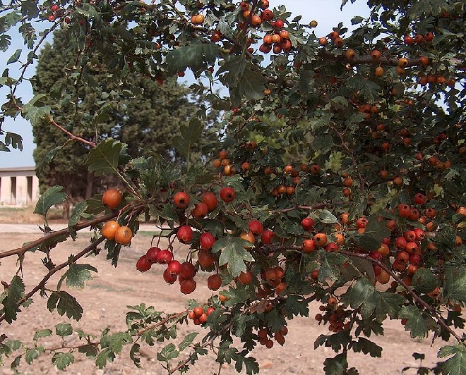 Crataegus monogyna Eenstijlige Meidoorn