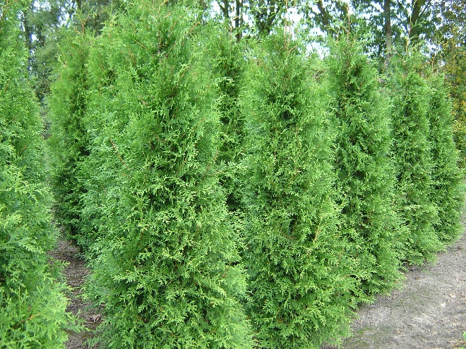 Thuja occidentalis 'Brabant' Westerse Levensboom