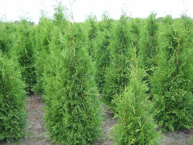 Thuja occidentalis 'Brabant' Westerse Levensboom