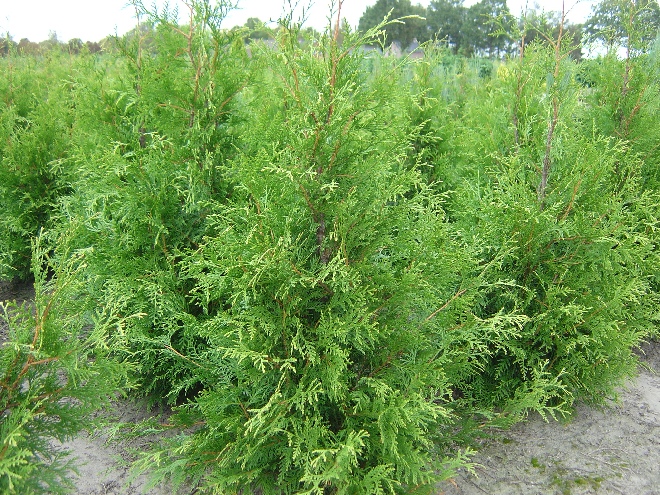 Thuja occidentalis 'Frieslandia' Westerse Levensboom