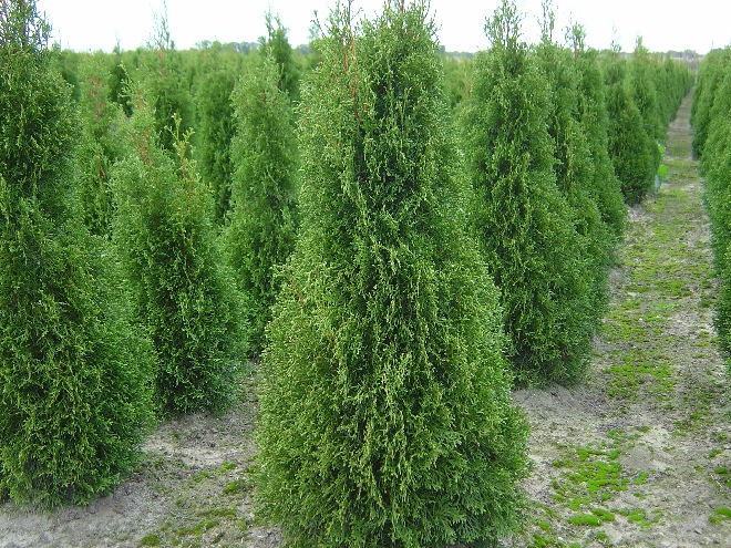 Thuja occidentalis 'Holmstrup' Westerse Levensboom