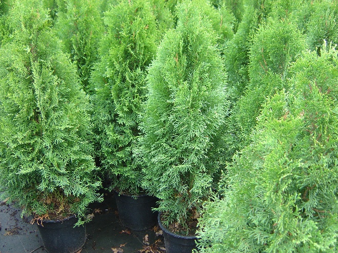 Thuja occidentalis 'Smaragd' Westerse Levensboom
