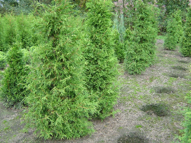 Thuja occidentalis 'Stolwijk' Westerse Levensboom